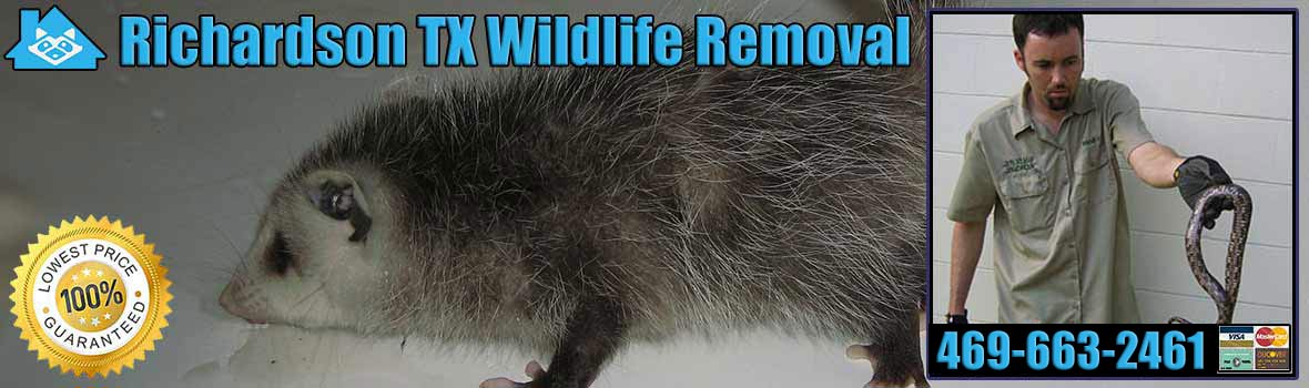 Richardson Wildlife and Animal Removal